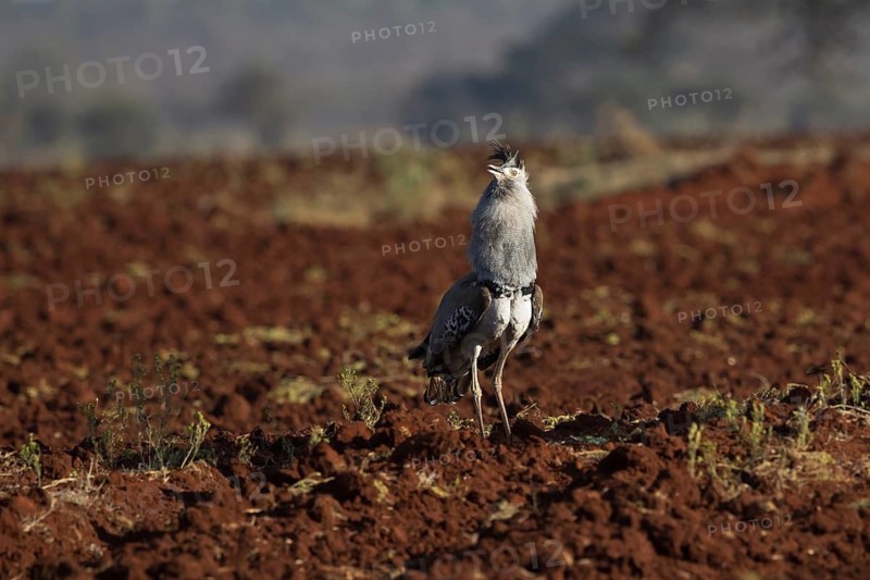 Kori Bustard (Ardeotis kori struthiunculus) male displaying, Oromia, Ethiopia