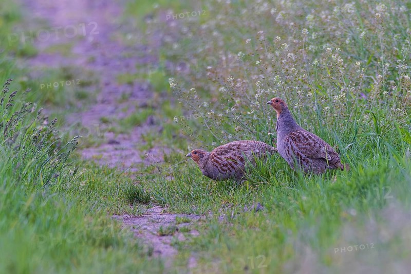 Grey partridge (Perdix perdix) breeding pair with male and female on a flowering field path foraging in spring, Hesse, Germany
