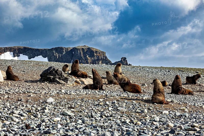 A group of seals relax on a rocky beach under a cloudy sky, seals and harbour seals in Antarctica