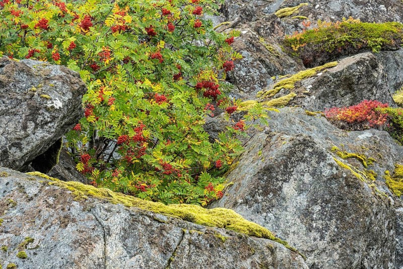 Rowan and moss-covered rocks, Lofoten, Nordland, Norway, September 2020
