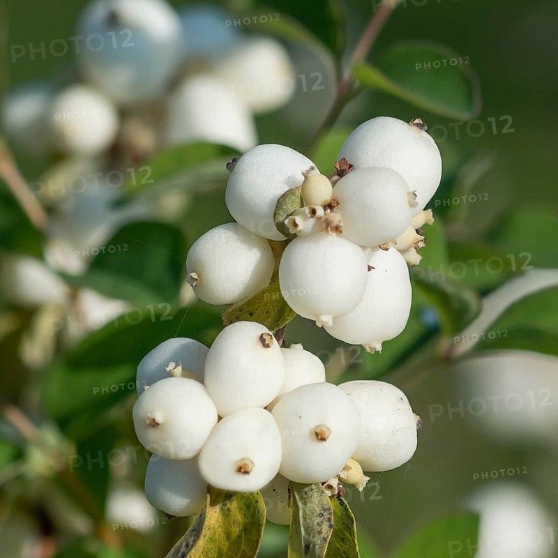Garden snowberry (Symphoricarpos × doorenbosii 'White Hedge'), Pruhonice Dendrological Garden, Czech Republic