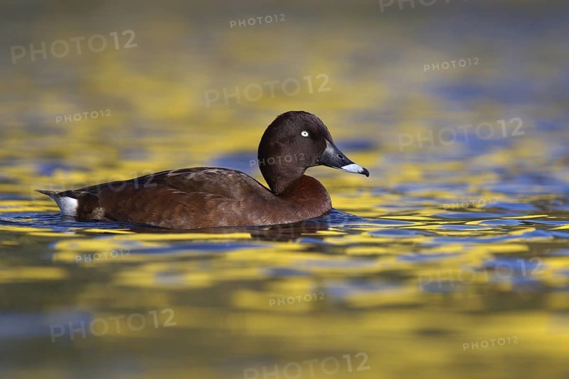 Hardhead (Aythya australis), Australia