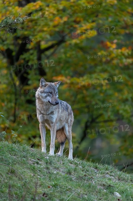 One eurasian gray wolf (Canis lupus lupus) standing on a hill on green grass with a forest in fall colours in the background
