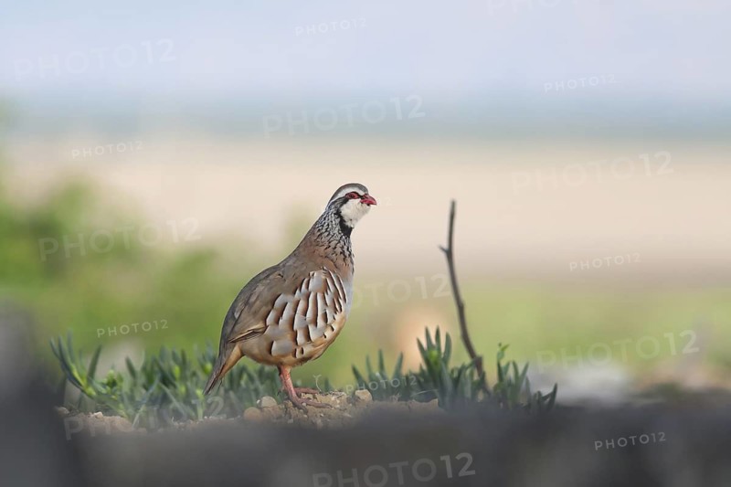 Red-legged Partridge (Alectoris rufa), Spain