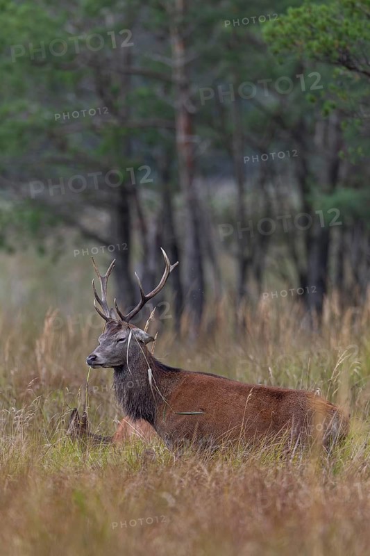 The rut is also a strenuous time for younger red deer (Cervus elaphus), rutting season, marshland, sleep, Germany