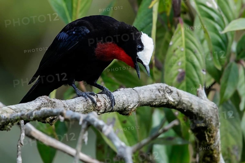 White-capped Tanager (Sericossypha albocristata) perched on a branch in the Andes Mountains of Colombia