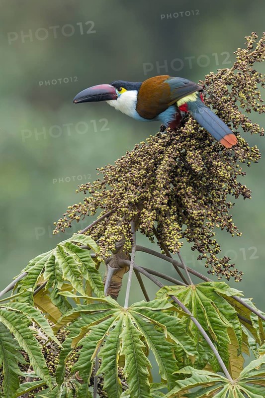 Black-billed Mountain Toucan (Andigena nigrirostris) perched on a branch in Colombia, South America