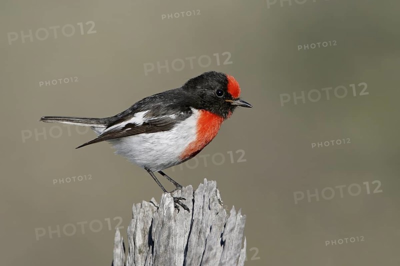 Red-capped Robin (Petroica goodenovii) male, Victoria, Australia