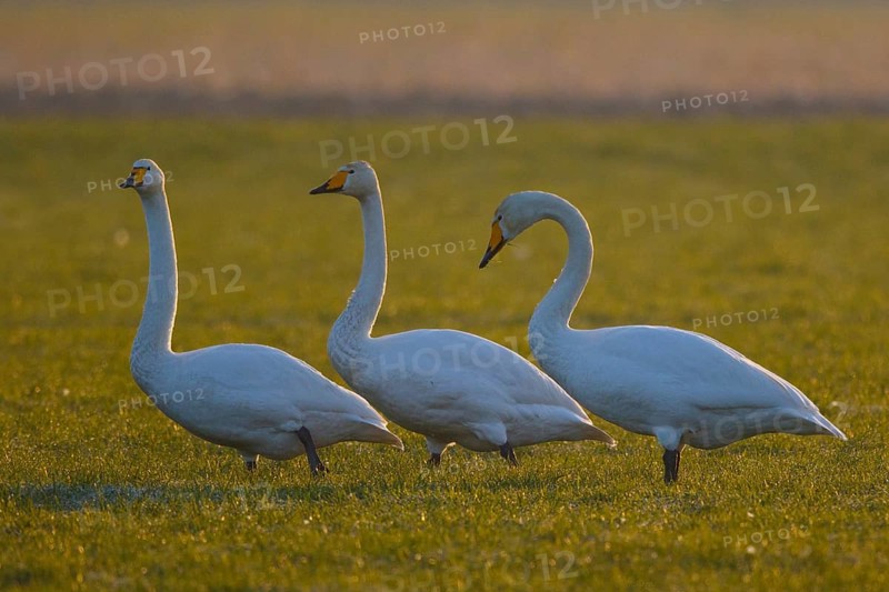 Whooper Swan (Cygnus cygnus) group, North Rhine-Westphalia, Germany