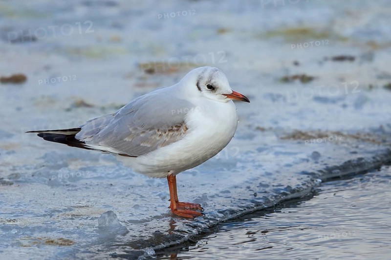 Black-headed Gull (Chroicocephalus ridibundus) on ice, Mecklenburg-Western Pomerania, Germany