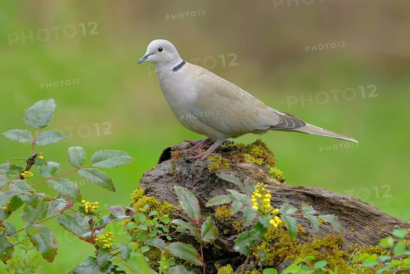 Eurasian Collared Dove (Streptopelia decaocto), British Columbia, Canada