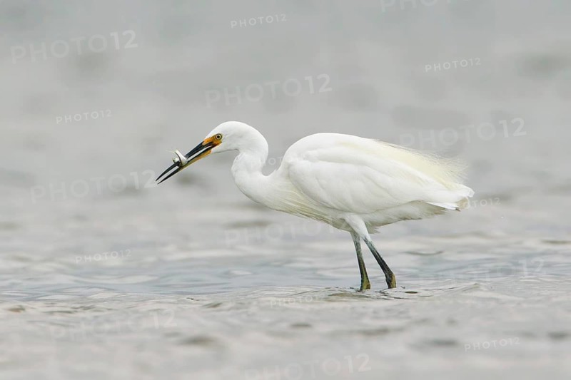 Little Egret (Egretta garzetta) with fish prey, Victoria, Australia