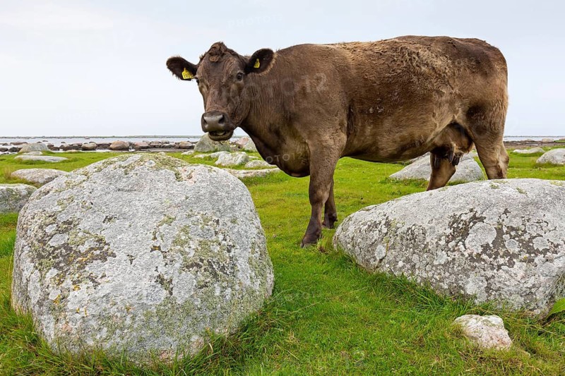 Brown domestic cattle, cow, (Bos primigenius taurus), animals, mammals, bovine, cattle, Ottenby, Degerhamn, Kalmar, Sweden