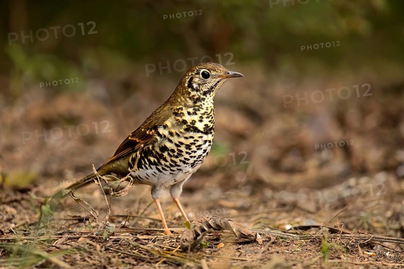 Long-tailed Thrush (Zoothera dixoni) perched on the ground, Yunnan, China