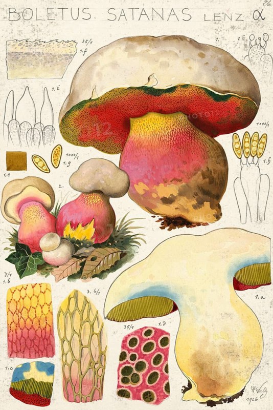 Mushroom, Mushrooms, Satan's bolete, Rubroboletus satanas, Syn. Boletus satanas, authentic reproduction of an illustration by Hans Walty (1868-1948) from about 1915, historical