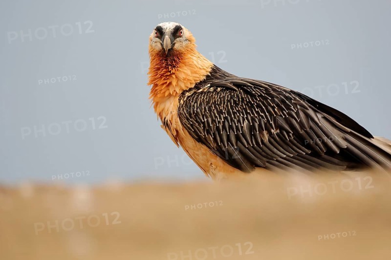 Close-up of a bearded vulture showcasing its striking adult plumage. Captured in the Pyrenees, this image highlights the bird's unique coloration and powerful presence