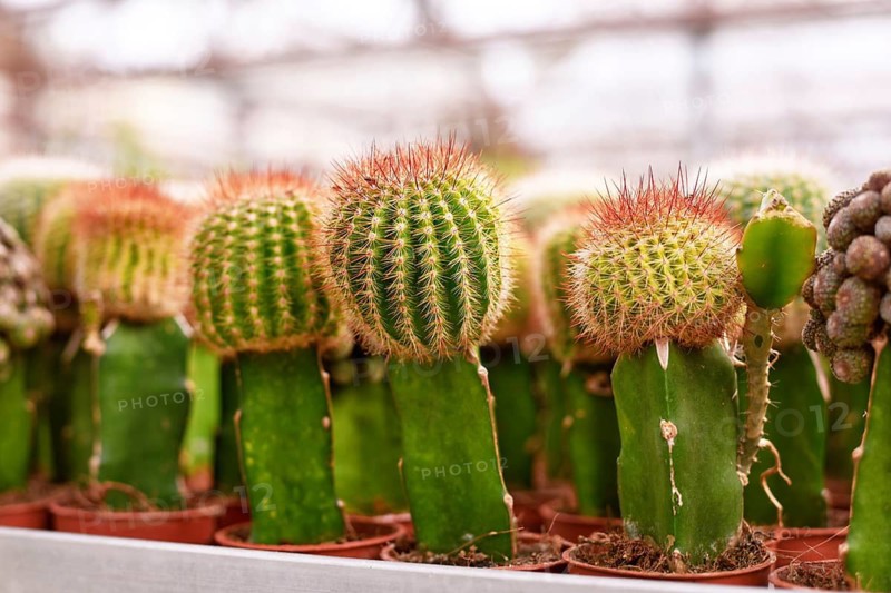 Small grafted cacti. Two different species of cacti combined together to form a single plant