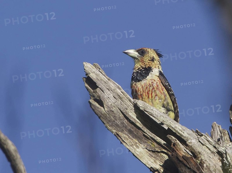 Crested Barbet (Trachyphonus vaillantii), Natal, South Africa