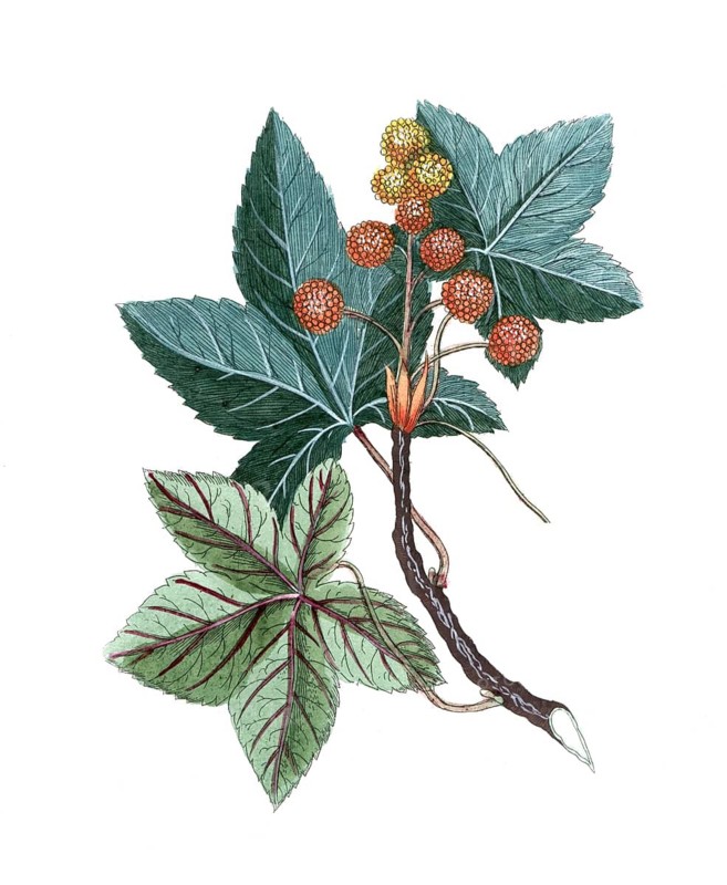 Liquidambar styraciflua, American sweetgum, digital reproduction of a historical original, between 1790 and 1810