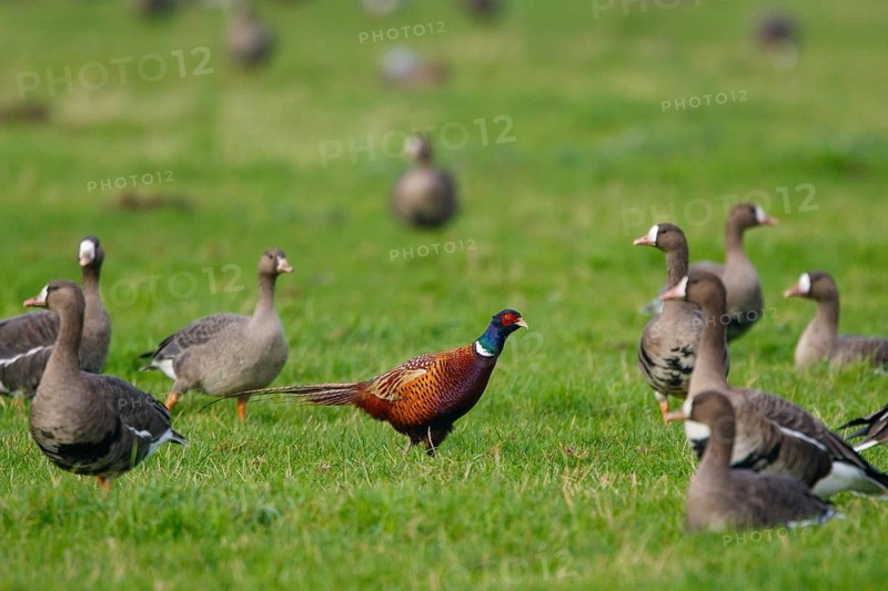 Ring-necked Pheasant & Greater White-fronted Goose (Phasianus colchicus & Anser albifrons), North Rhine-Westphalia, Germany