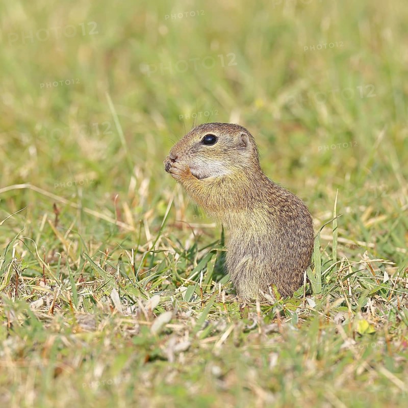 European ground squirrel (Spermophilus citellus) in a meadow, Burgenland Austria