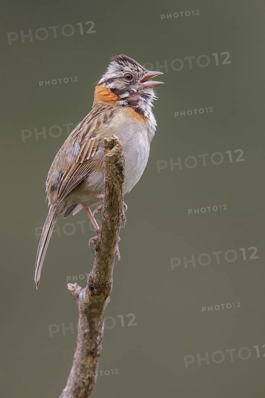 Rufous-collared Sparrow (Zonotrichia capensis) perched on a branch in the Atlantic rainforest of southeast Brazil
