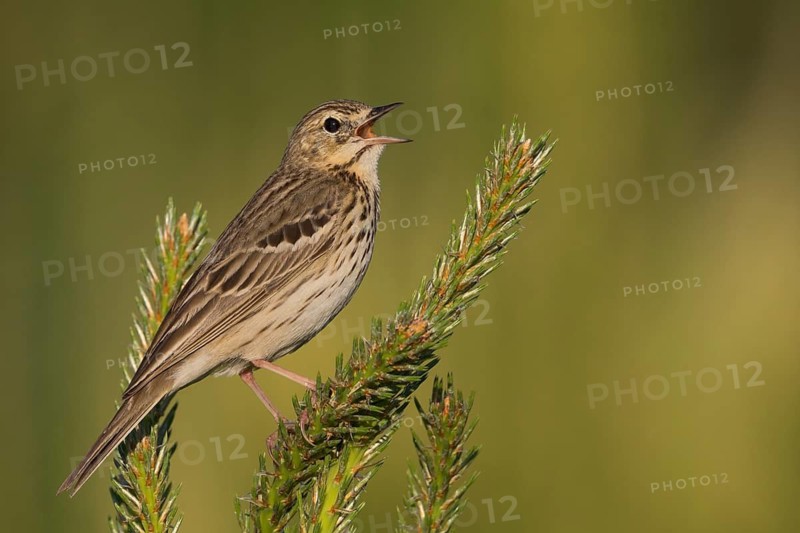 Tree Pipit - Baumpieper - Anthus trivialis ssp. trivialis, Russia