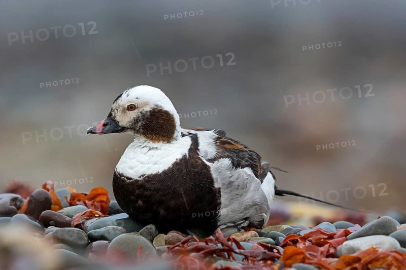 Ferruginous Duck, (Clangula hyemalis), animals, birds, ducks, duck birds, Varanger, Finnmark, Norway