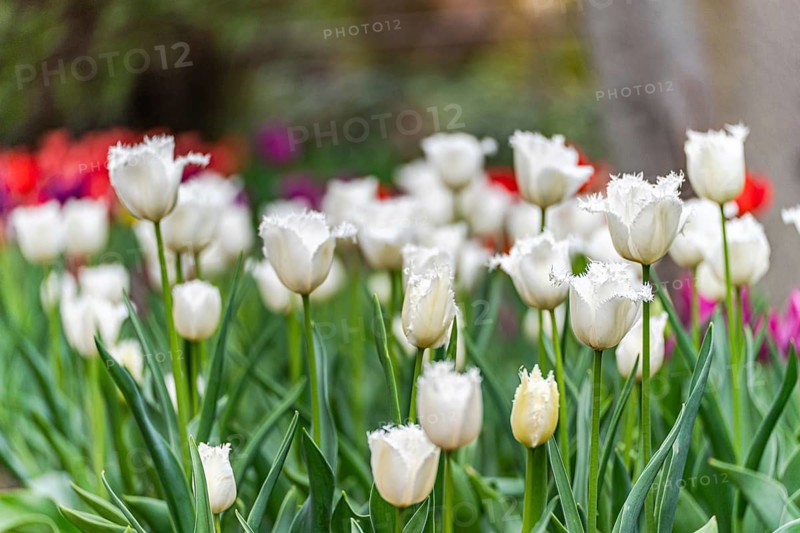A close-up view of white fringed tulips, highlighted by occasional splashes of red and pink flowers, set against a soft focus garden background