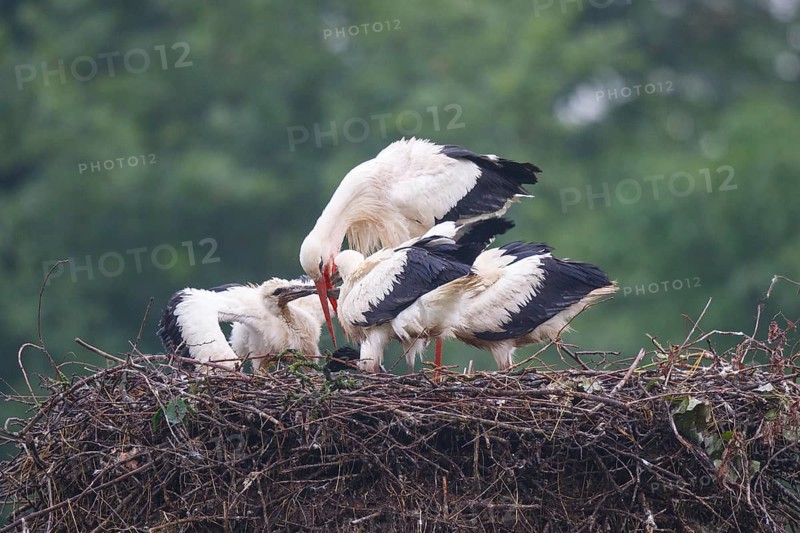 White Stork (Ciconia ciconia) feeding young in nest, North Rhine-Westphalia, Germany