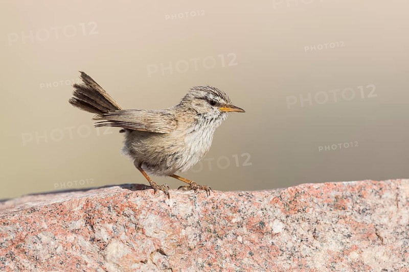 Streaked Scrub Warbler (Scotocerca inquieta), Eilat, Israel