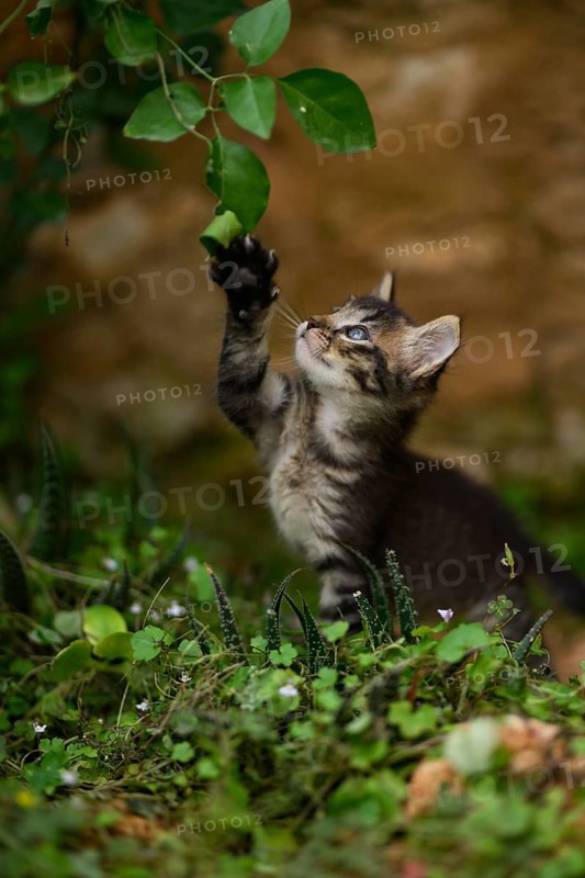 A playful kitten reaches up with its paw toward a hanging leaf in a lush green outdoor environment, showcasing curiosity and a spirited nature