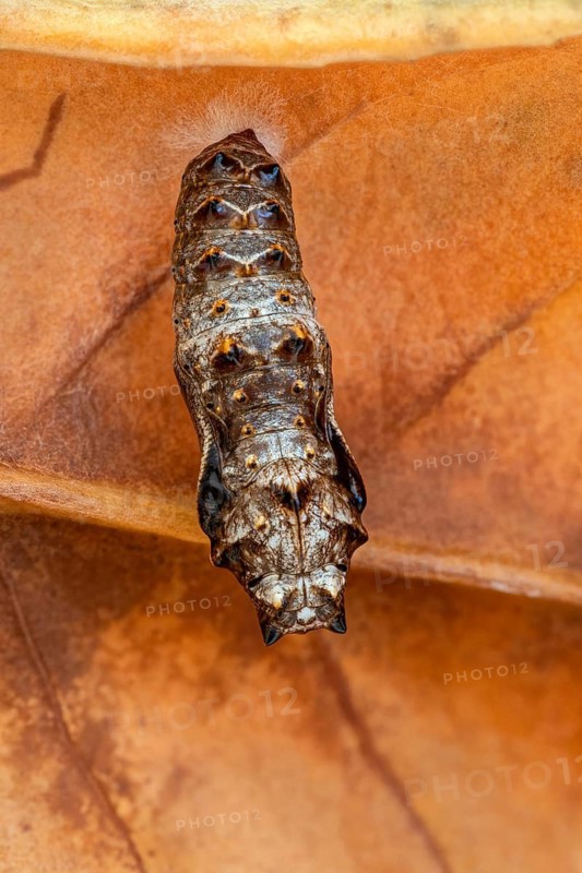 Die Puppe des Silberfleck Perlmuttfalter (Boloria euphrosyne)