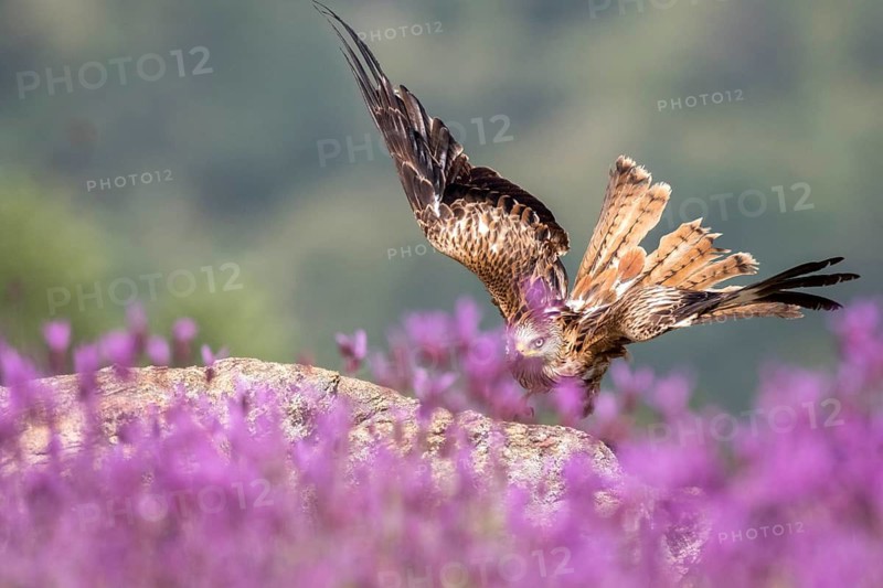 Red Kite (Milvus milvus), Madrid, Spain