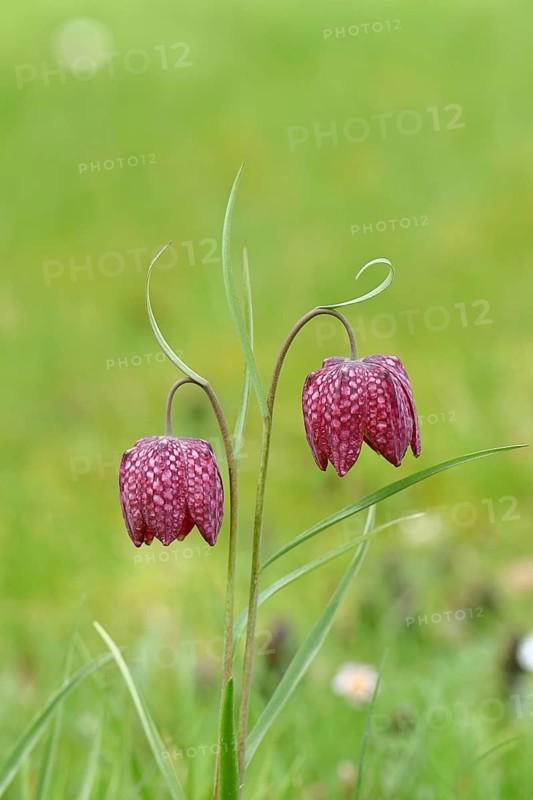 Snake's head fritillary (Fritillaria meleagris), two flowers in a meadow, inflorescence, early bloomer, spring, Wilnsdorf, North Rhine-Westphalia, Germany