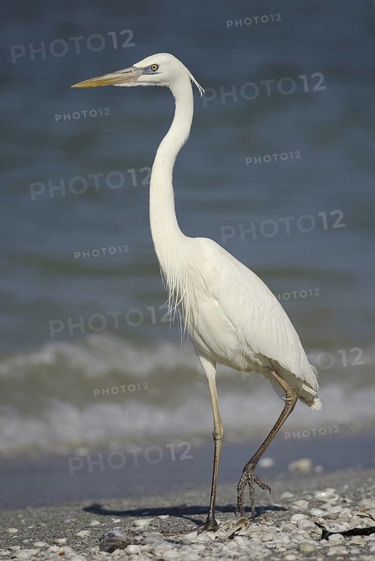 Great Egret (Ardea alba), Florida, USA