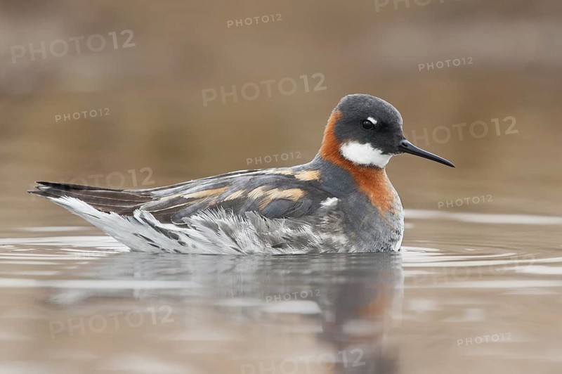 Red-necked Phalarope (Phalaropus lobatus) female, Alaska, USA