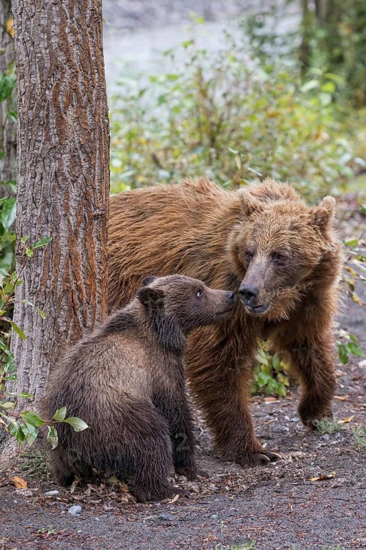 Grizzly Bear (Ursus arctos horribilis) mother with cub, British Columbia, Canada