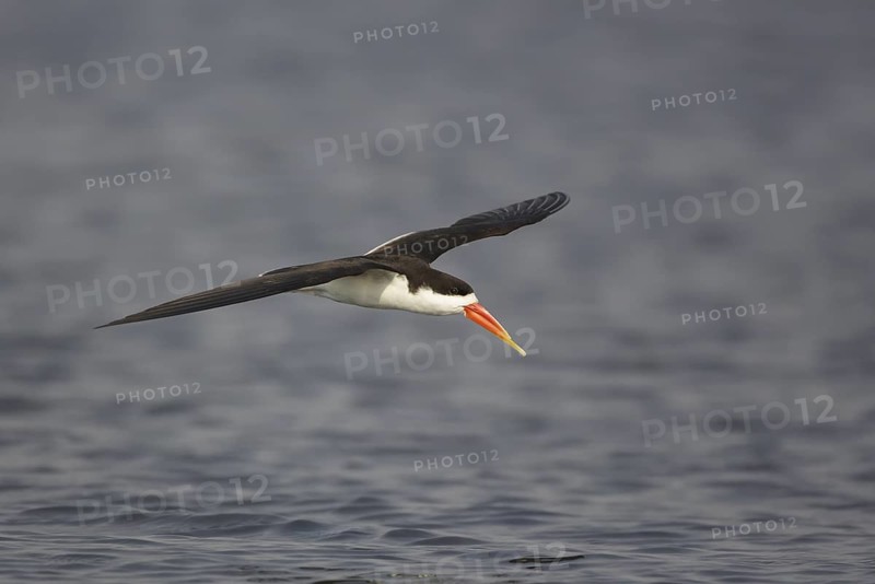 African Skimmer (Rynchops flavirostris) flying, Chobe, Botswana