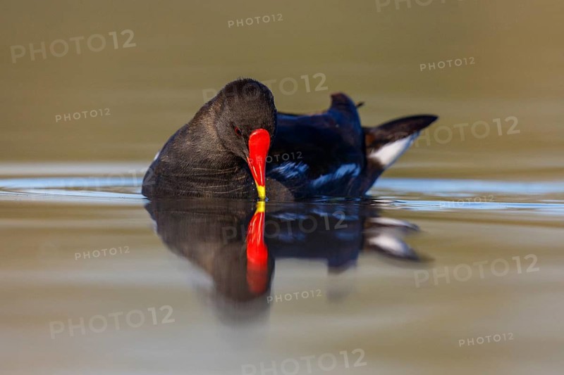 Common Moorhen (Gallinula chloropus), North Rhine-Westphalia, Germany