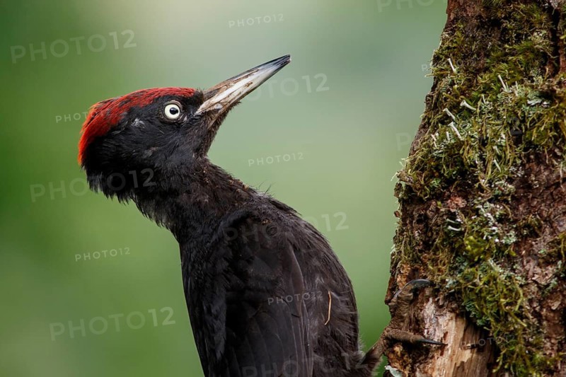Black woodpecker (Dryocopus martius), male on forest, Castile and Leon, Spain
