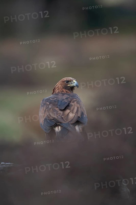 Golden eagle (Aquila chrysaetos) adult bird of prey raptor on a moorland, Scotland, United Kingdom