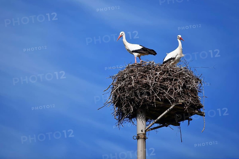 Two storks in a nest against a clear blue sky