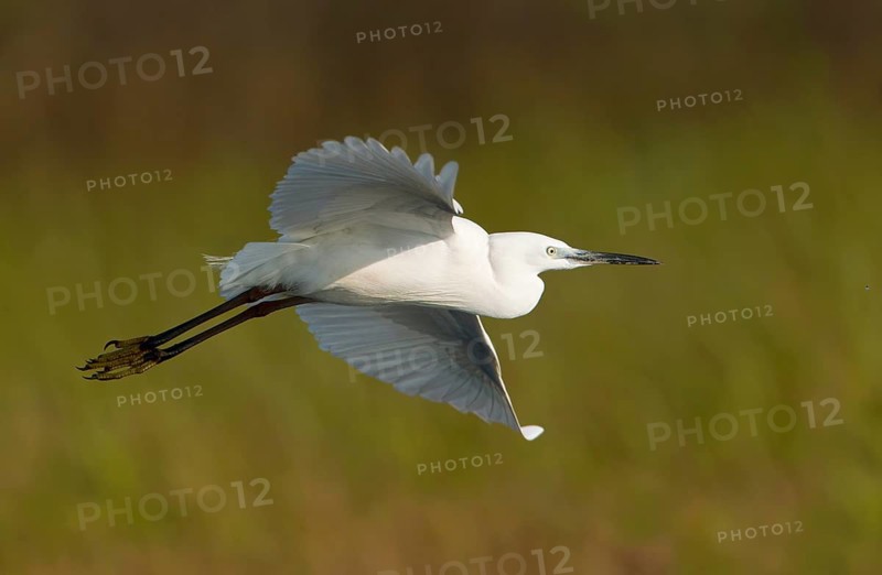 Great Egret (Ardea alba) flying, Bueng Boraphet, Thailand