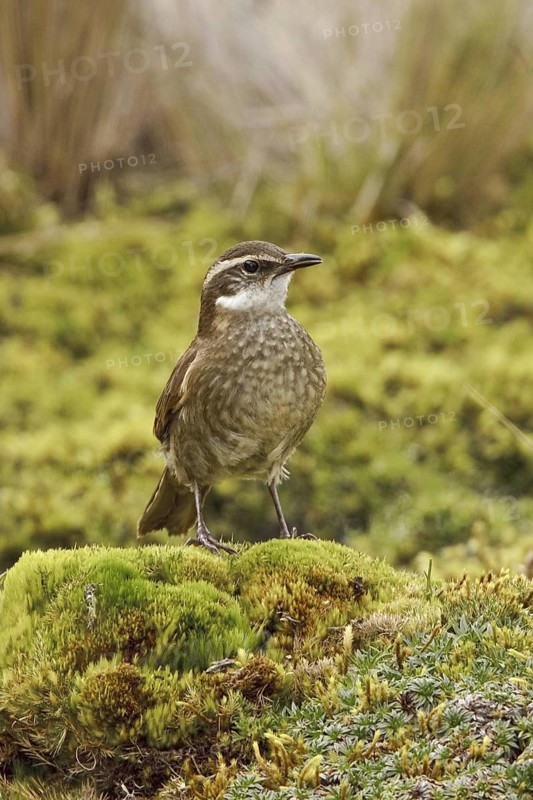 Stout-billed Cinclodes (Cinclodes excelsior), Ecuador