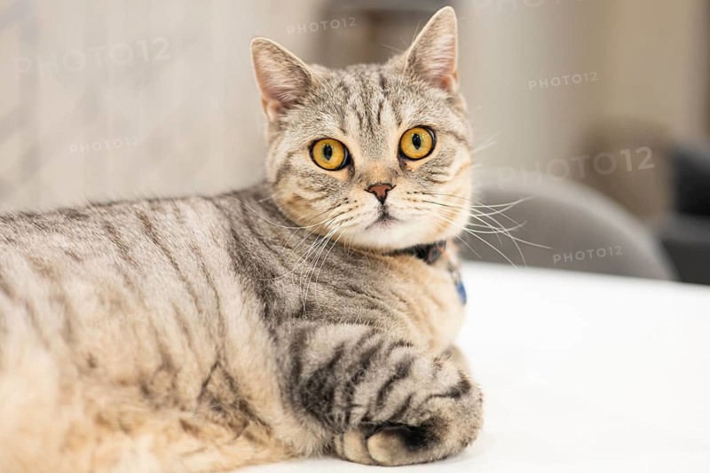 A British Shorthair cat with a gray striped coat and striking golden eyes, wearing a blue collar, relaxes on a white surface at home, looking directly at the camera