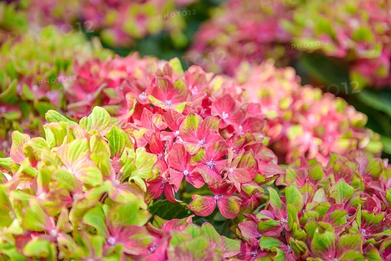 Garden hydrangea (Hydrangea macrophylla SAXON ® SCHLOSS WACKERBARTH), Germany