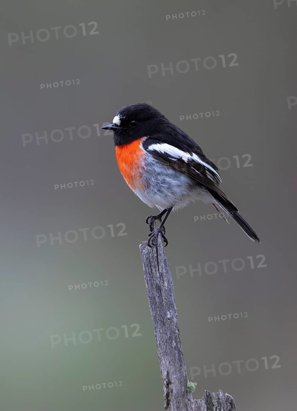 Scarlet Robin (Petroica boodang) male perched on a branch, Victoria, Australia