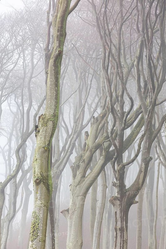 Beech trees in mist, shaped by strong winds, at Ghost Wood, Gespensterwald along the Baltic Sea coast at Nienhagen, Mecklenburg-Vorpommern, Germany
