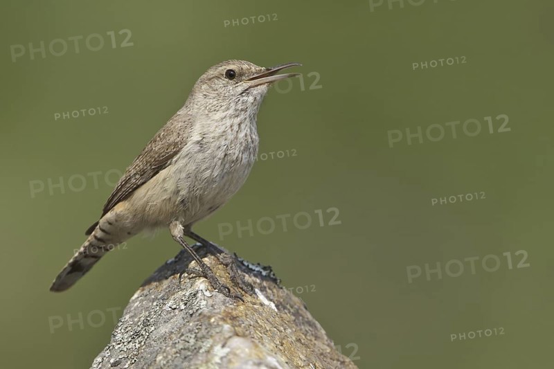 Rock Wren (Salpinctes obsoletus) singing, British Columbia, Canada